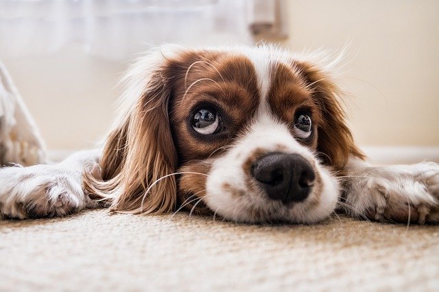 dog-2785074_640 Hund