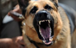 Hundeangriff abwehren
